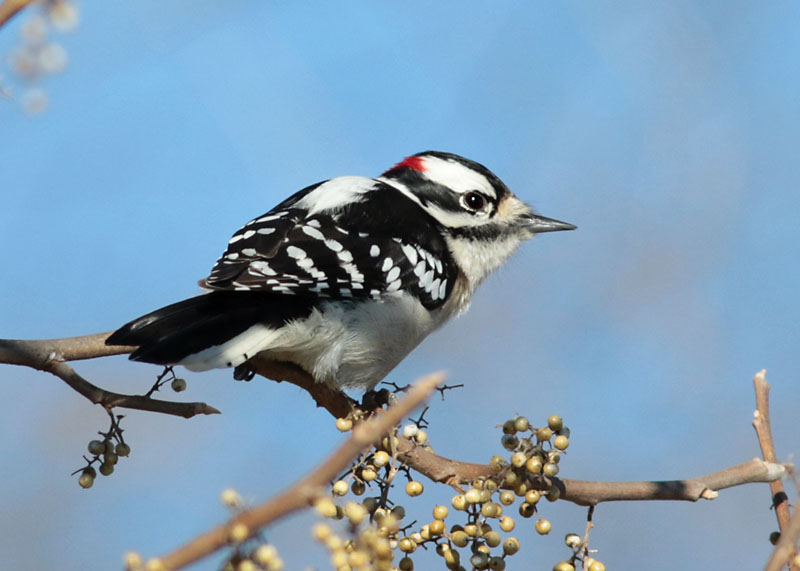 Downy Woodpecker