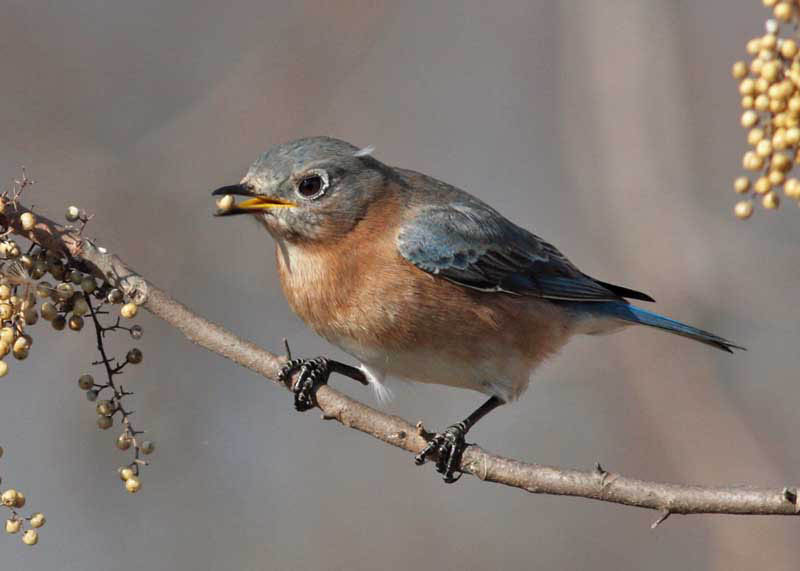 Eastern Bluebird