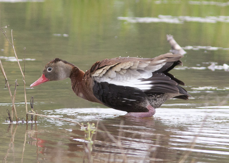 Black-bellied Whistling Duck