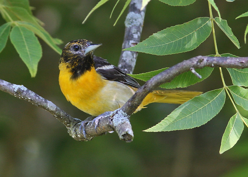 Baltimore Oriole - Immature