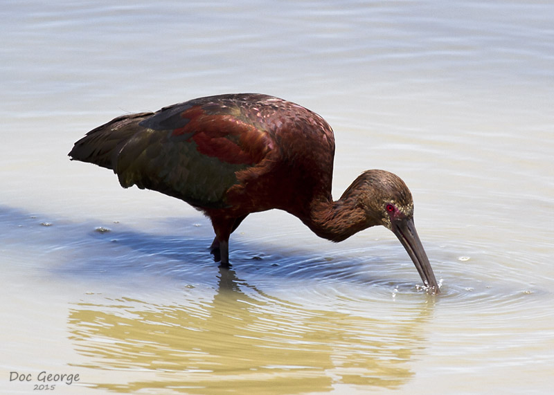 White-faced Ibis