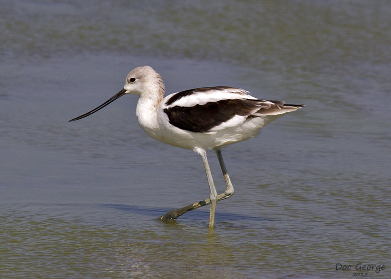 American Avocet