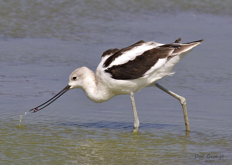 American Avocet