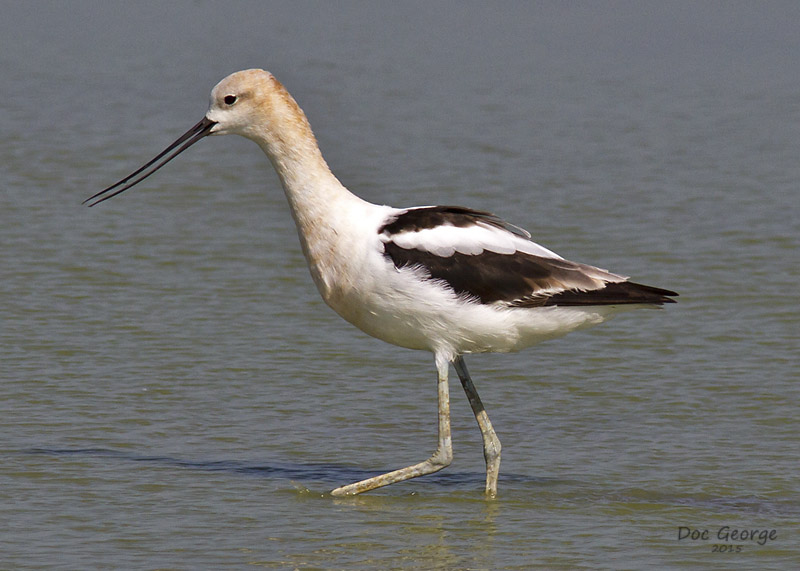 American Avocet