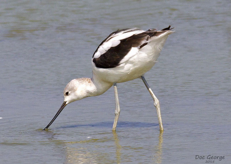 American Avocet