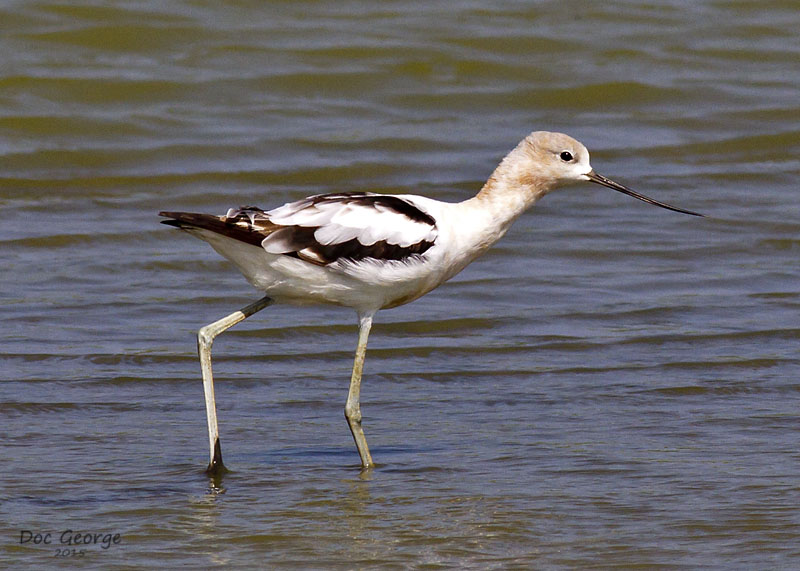 American Avocet