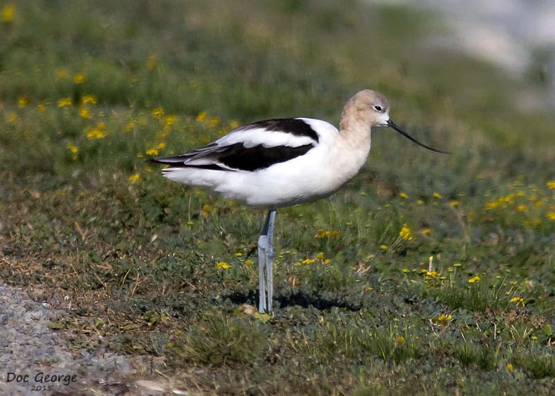American Avocet
