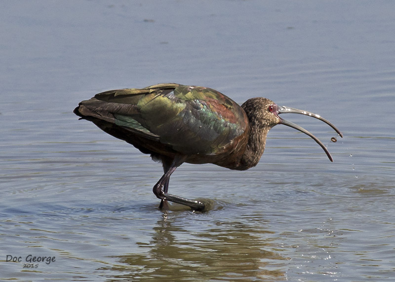 White-face Ibis