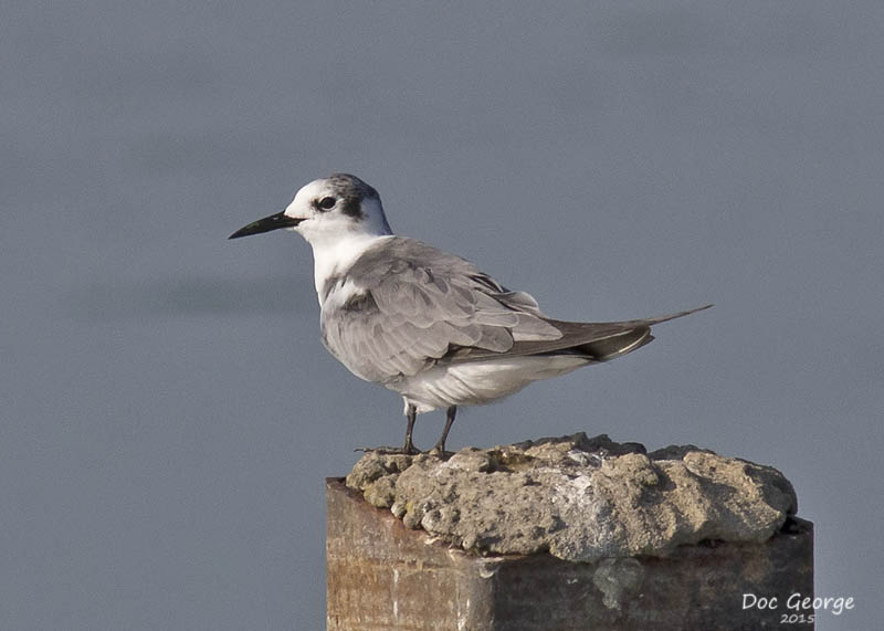 Black Tern 