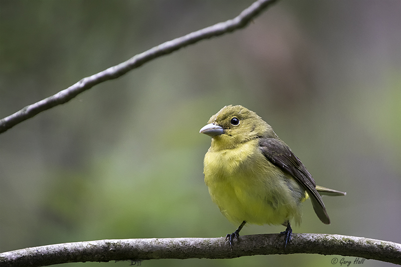 Scarlett Tanager_15-05-12_16030.jpg