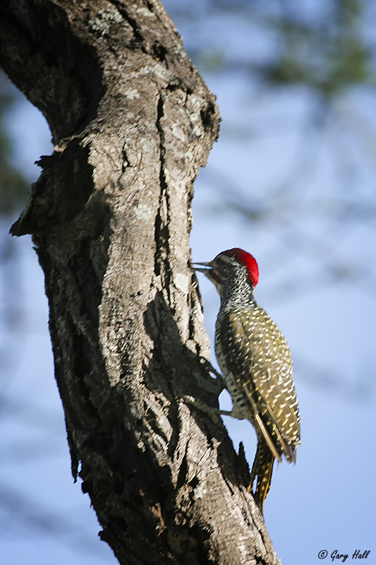 Bennetts Woodpecker.jpg