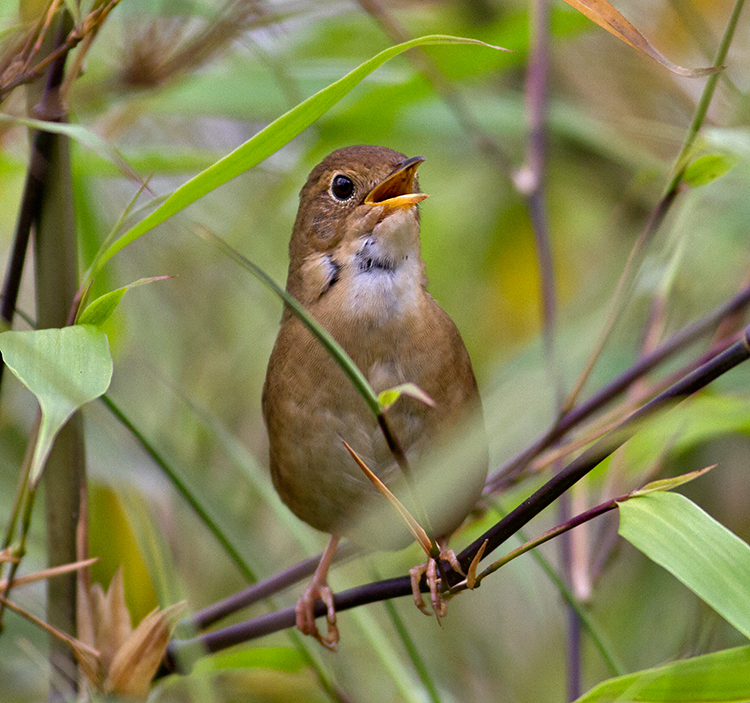 Brown Bush-Warbler