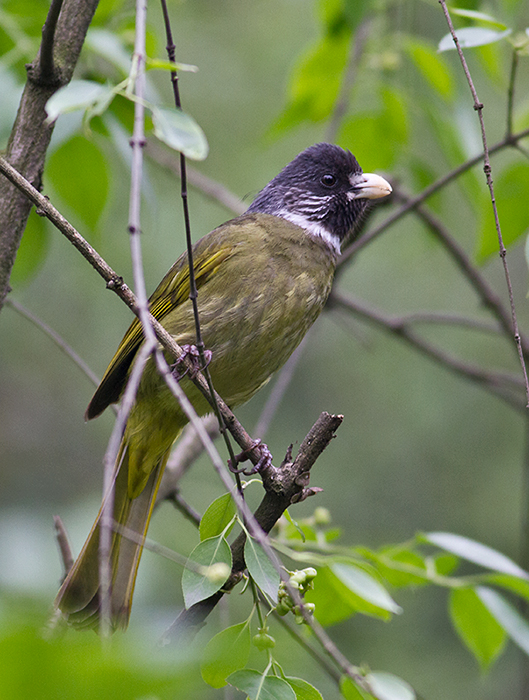 Collared Finchbill