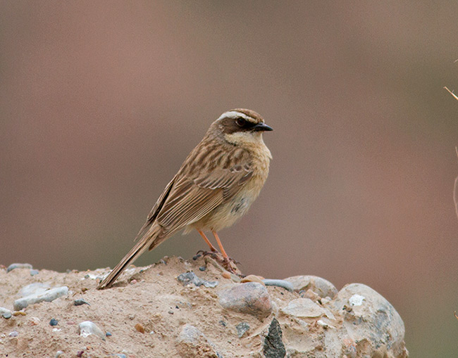 Brown Accentor