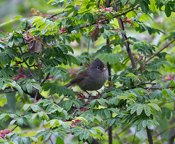 Grey-hooded Parrotbill