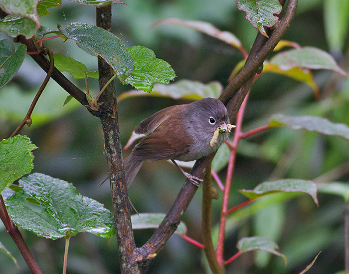 Grey-hooded Parrotbill