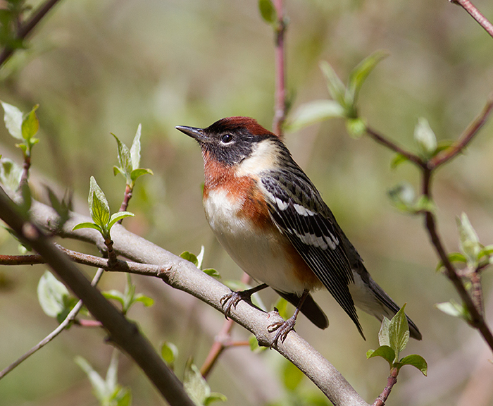 Bay-breasted Warbler