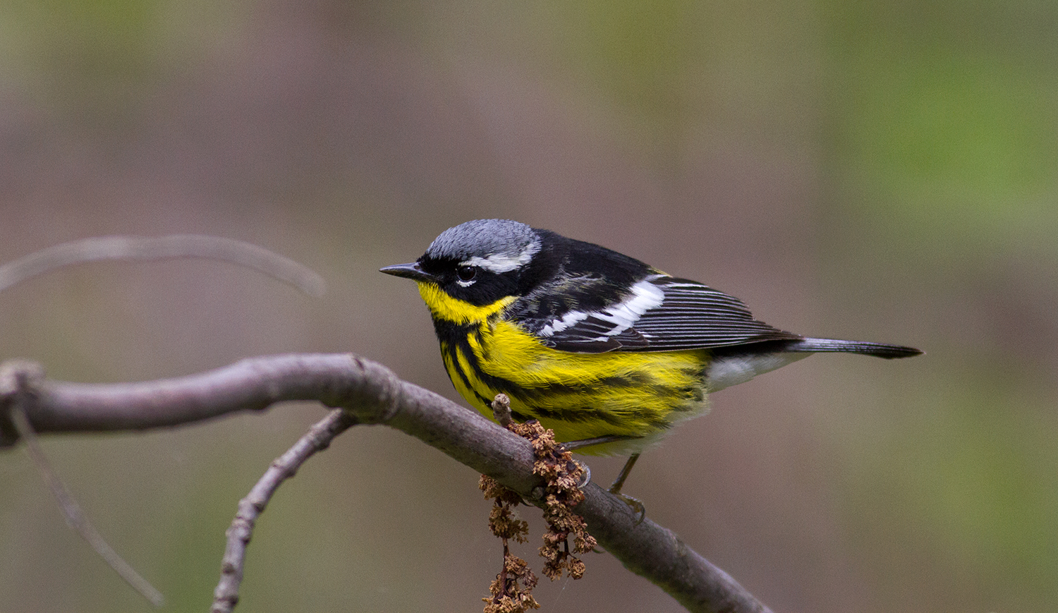 Magnolia Warbler