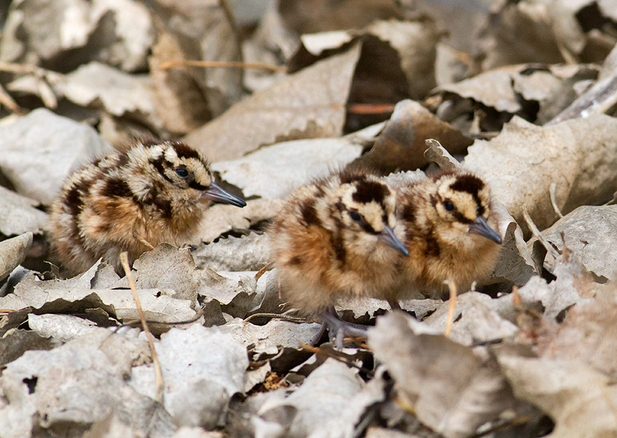 American Woodcock