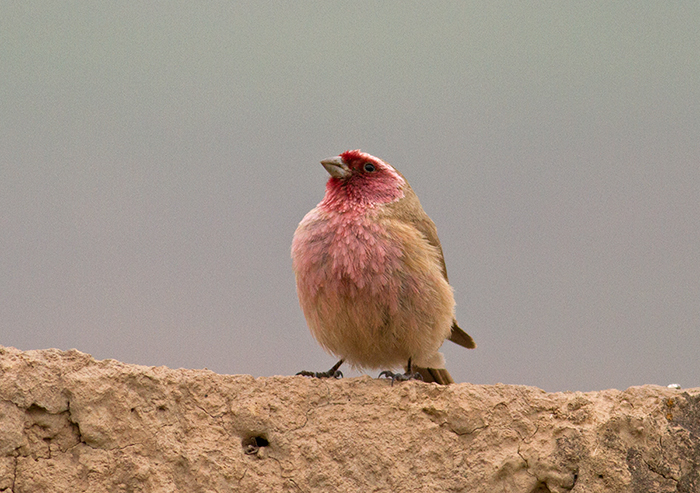 Pale Rosefinch