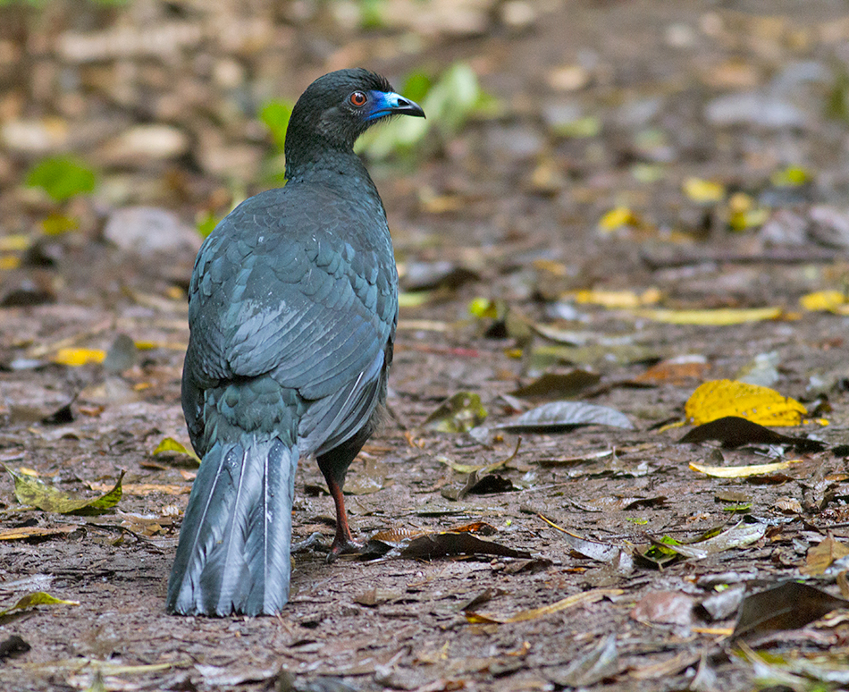 Black Guan