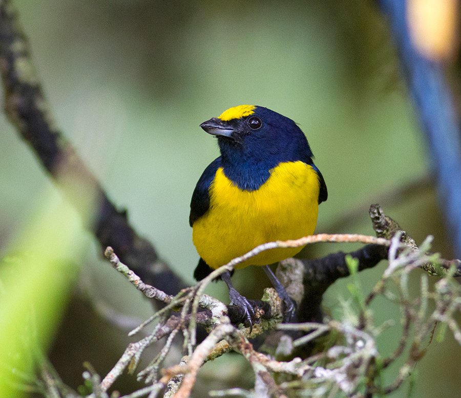 Spot-crowned Euphonia