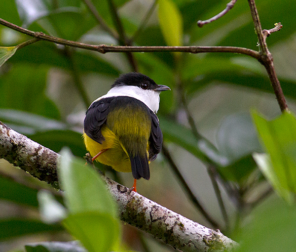 White-bearded Manakin