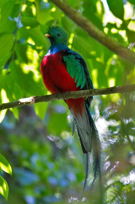 Resplendent Quetzal