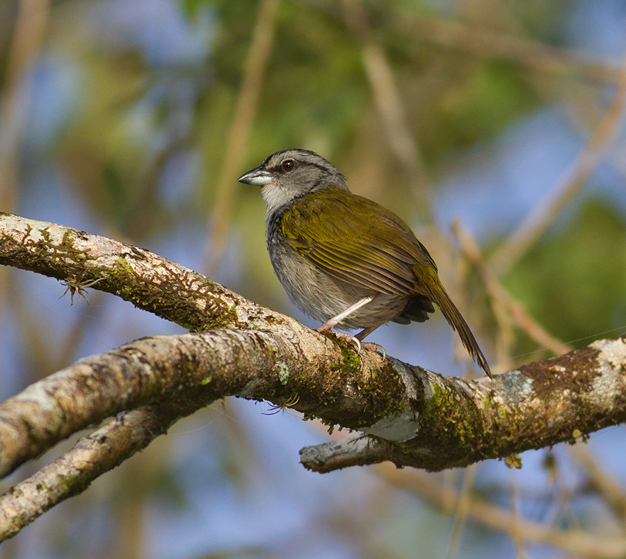 Black-striped Sparrow