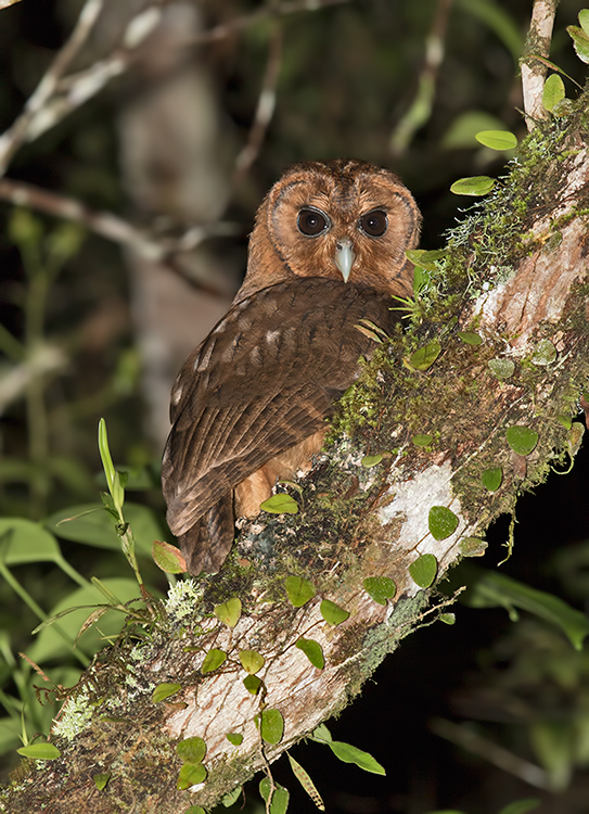 Jamaican-Owl-Section-Blue-Mountains-Jamaica-24-March-2015_S9A6324.jpg