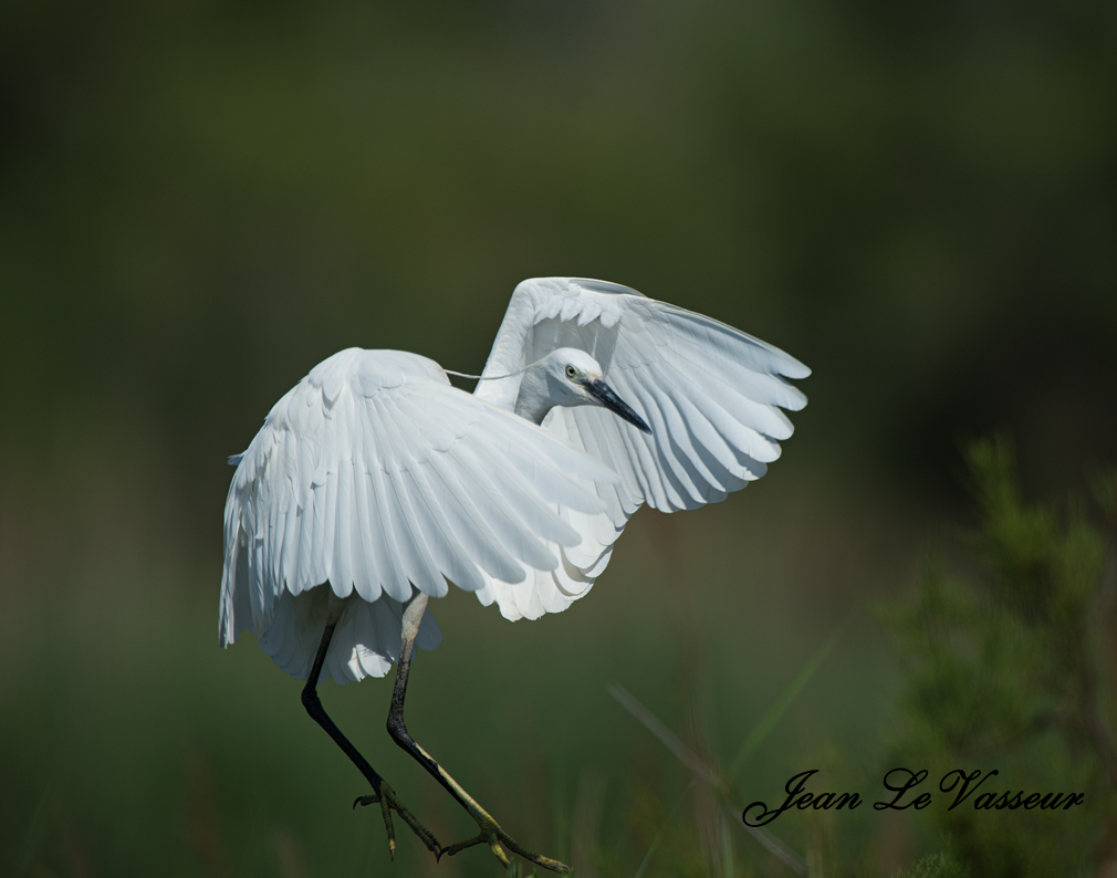 AIGRETTE NEIGEUSE / SNOWY EGRET