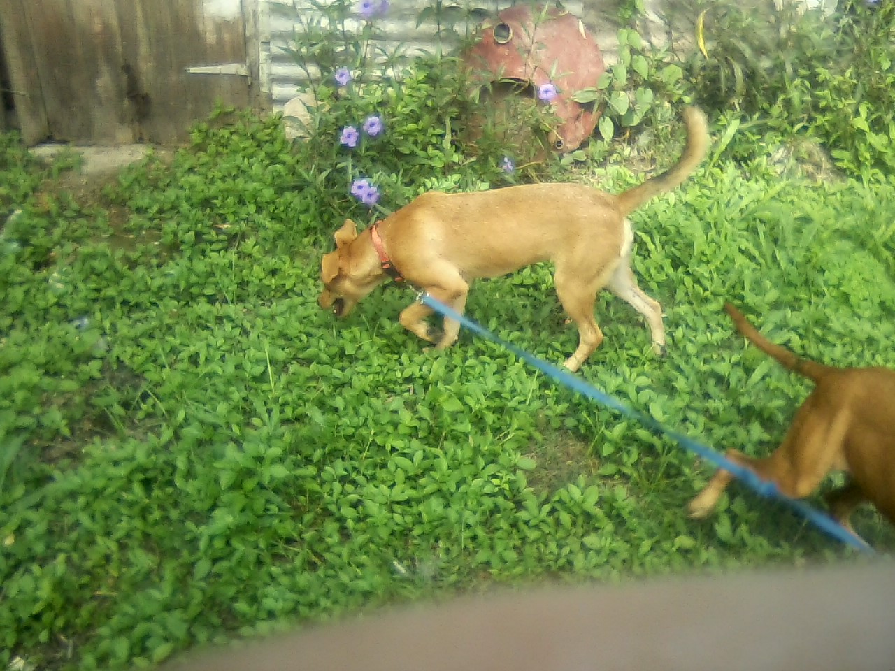 San Ignacio Jan 7 to 10 2015 025.jpg