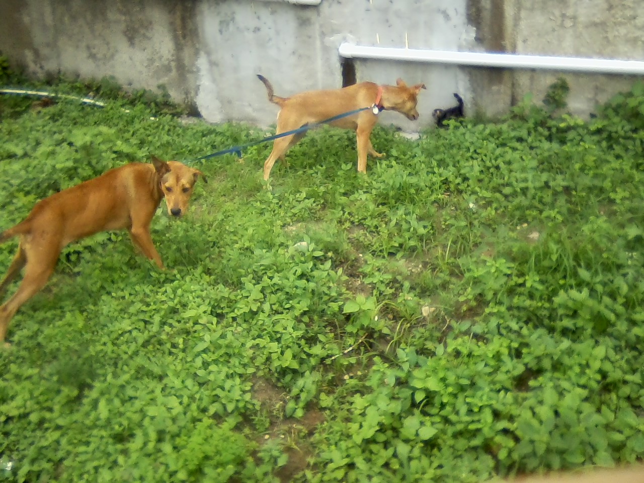 San Ignacio Jan 7 to 10 2015 054.jpg