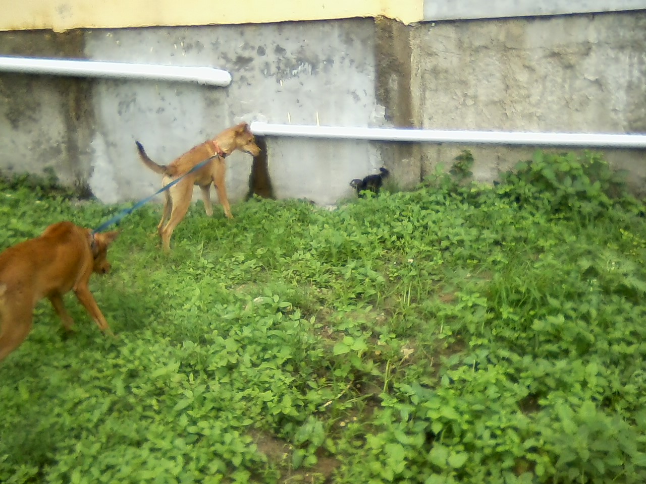 San Ignacio Jan 7 to 10 2015 057.jpg