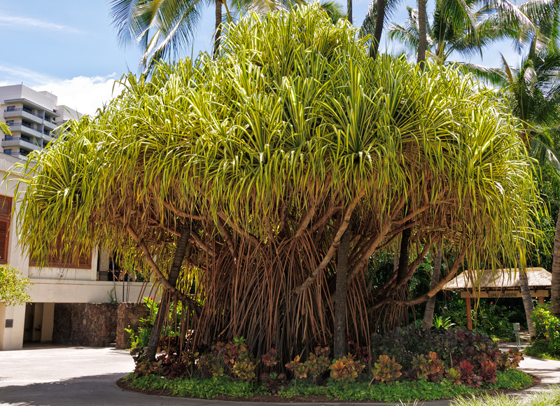  Hala Trees (Pandanus Tectoris) 