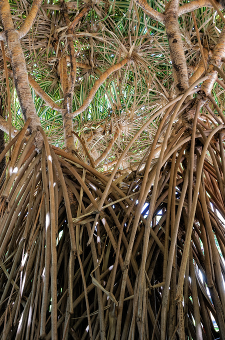  Hala Tree (Pandanus Tectoris) Roots