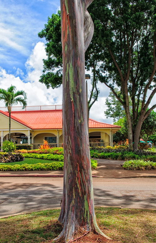 Dole Plantation Rainbow Eucalyptus Tree