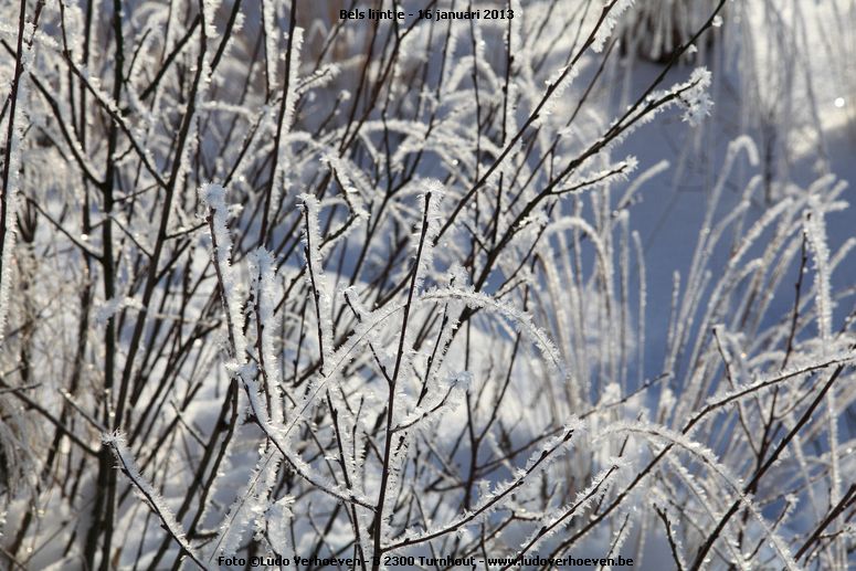 belslijntje_winter_20130116_037.jpg