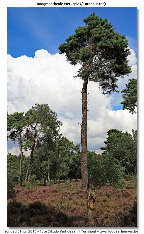 Hoogmoerheide Merksplas / Turnhout