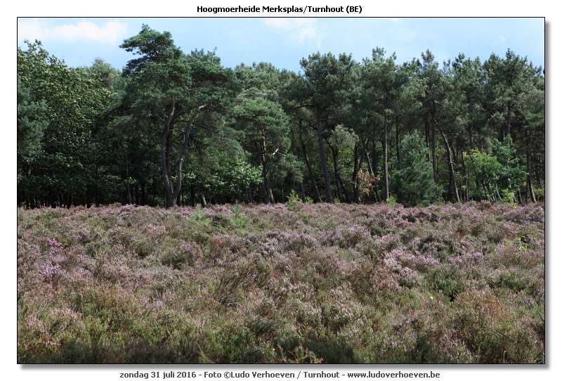 Hoogmoerheide Merksplas / Turnhout