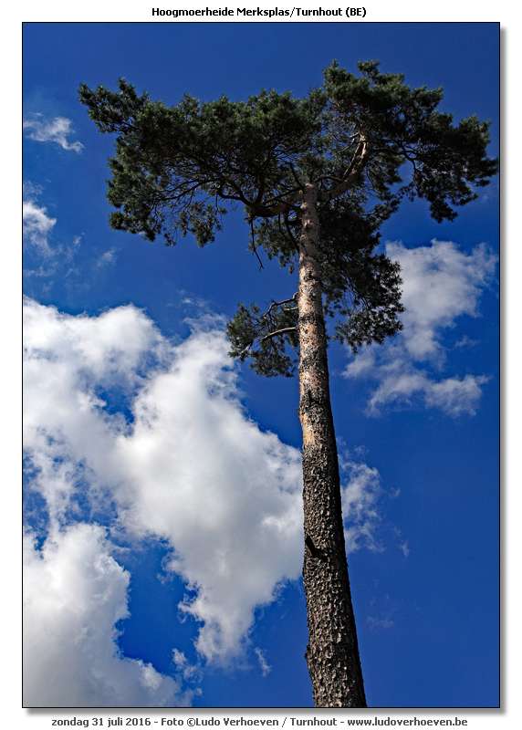 Hoogmoerheide Merksplas / Turnhout