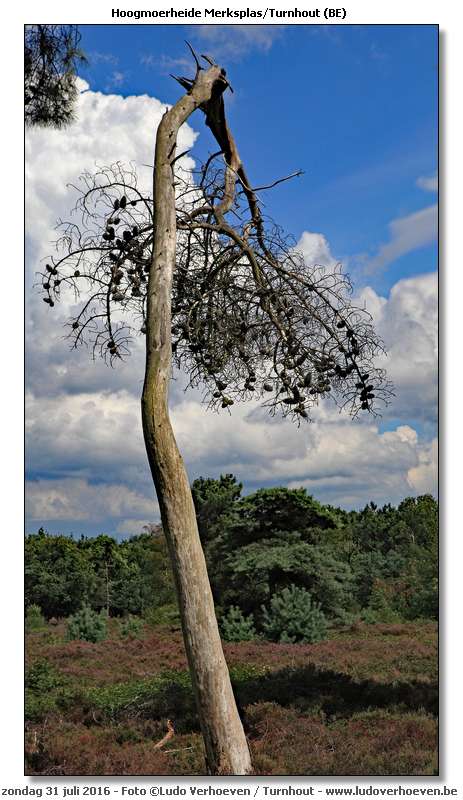 Hoogmoerheide Merksplas / Turnhout