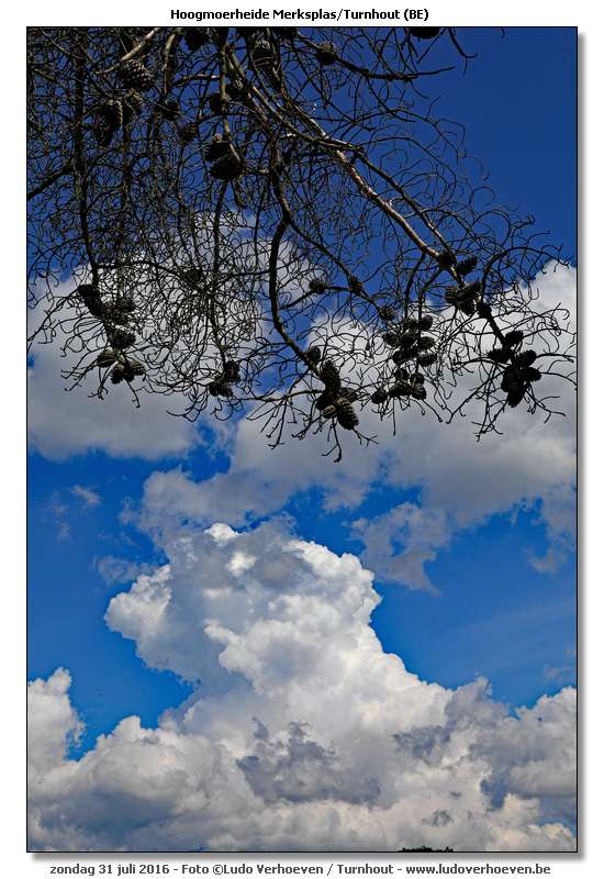 Hoogmoerheide Merksplas / Turnhout