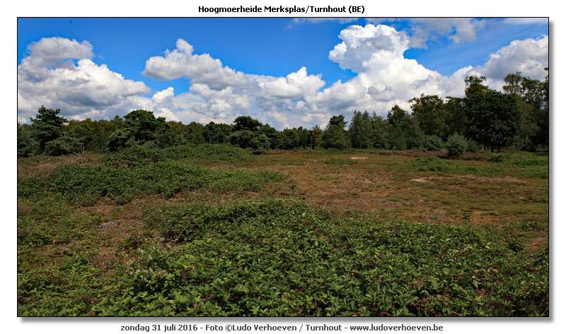 Hoogmoerheide Merksplas / Turnhout
