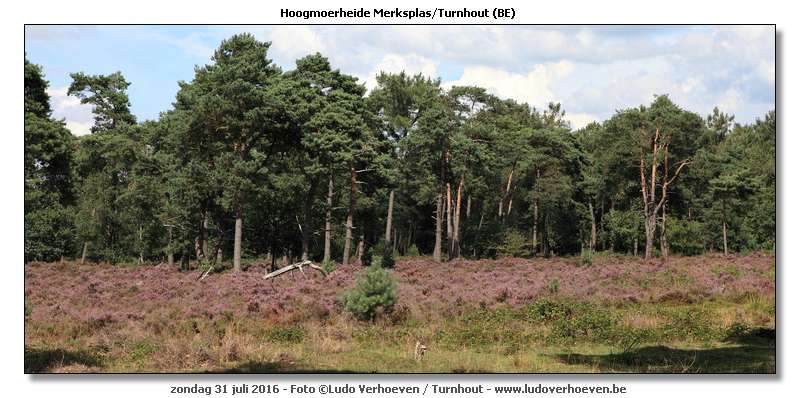 Hoogmoerheide Merksplas / Turnhout