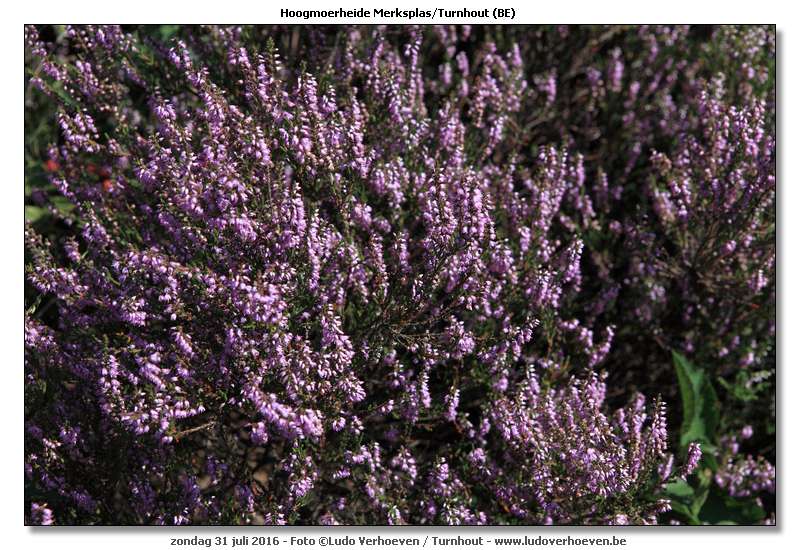 Hoogmoerheide Merksplas / Turnhout