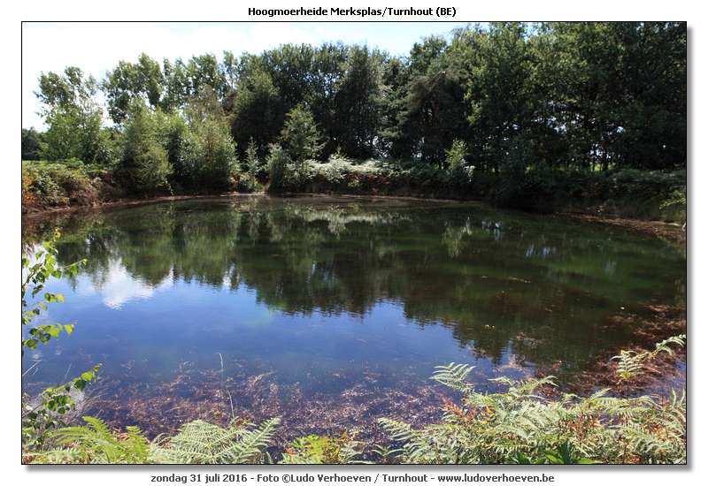 Hoogmoerheide Merksplas / Turnhout