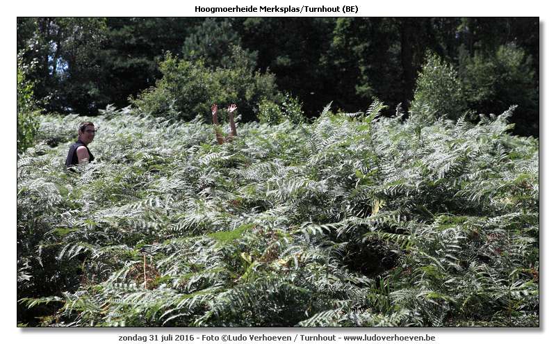 Hoogmoerheide Merksplas / Turnhout