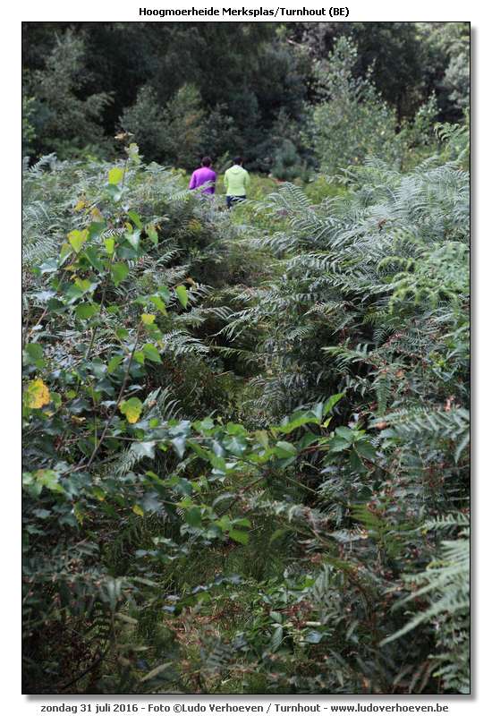 Hoogmoerheide Merksplas / Turnhout