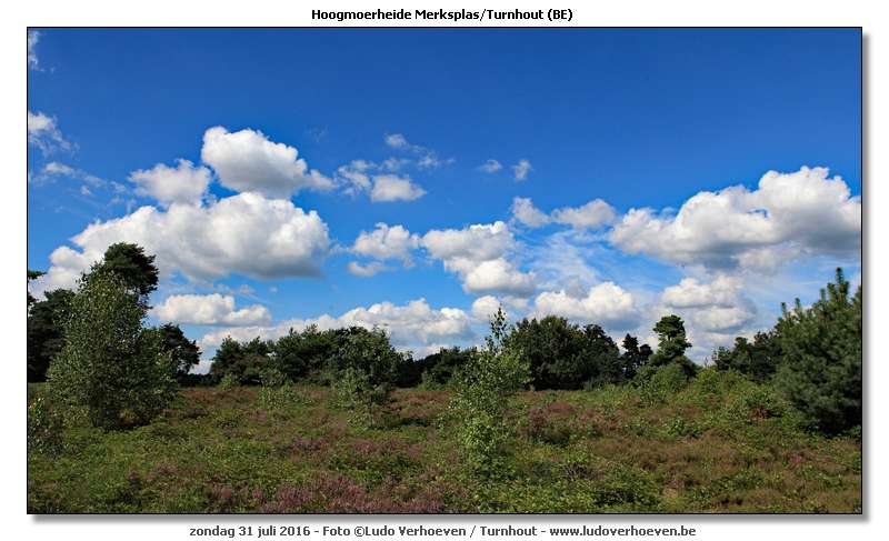 Hoogmoerheide Merksplas / Turnhout